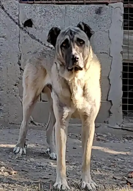 Turkish Kangal, male dog