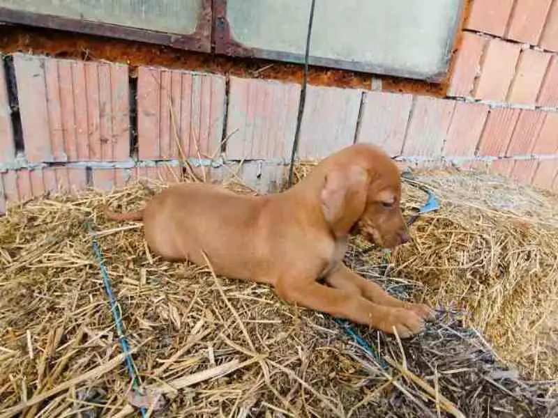 Short-haired Hungarian Vizsla, puppies