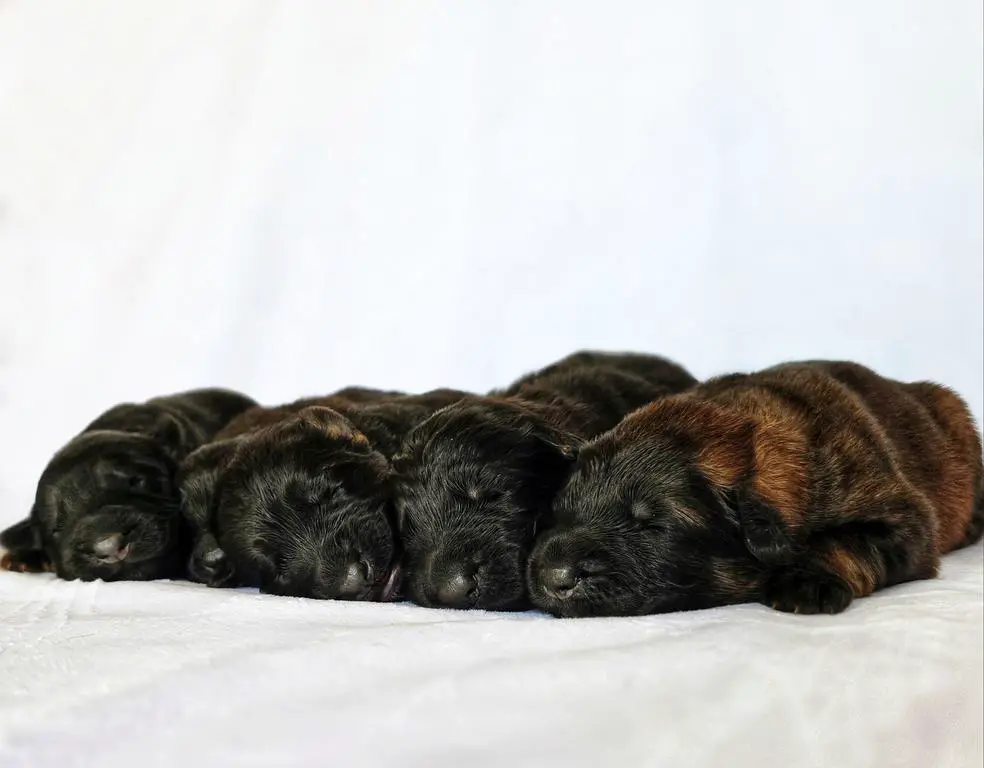 VA princ house of Ilinen puppies