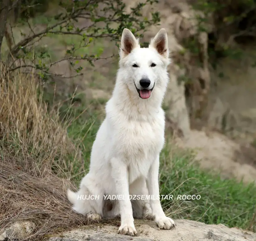 YADIEL DZSEMILSTAR ROCCO