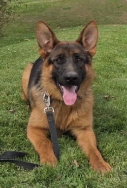 Large 7 Month Old Rich Black and Red Male