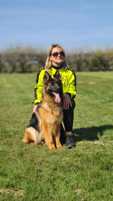German Shepherd female for sale