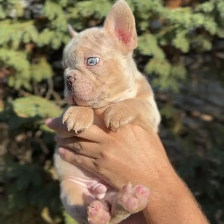 French Bulldog Puppies