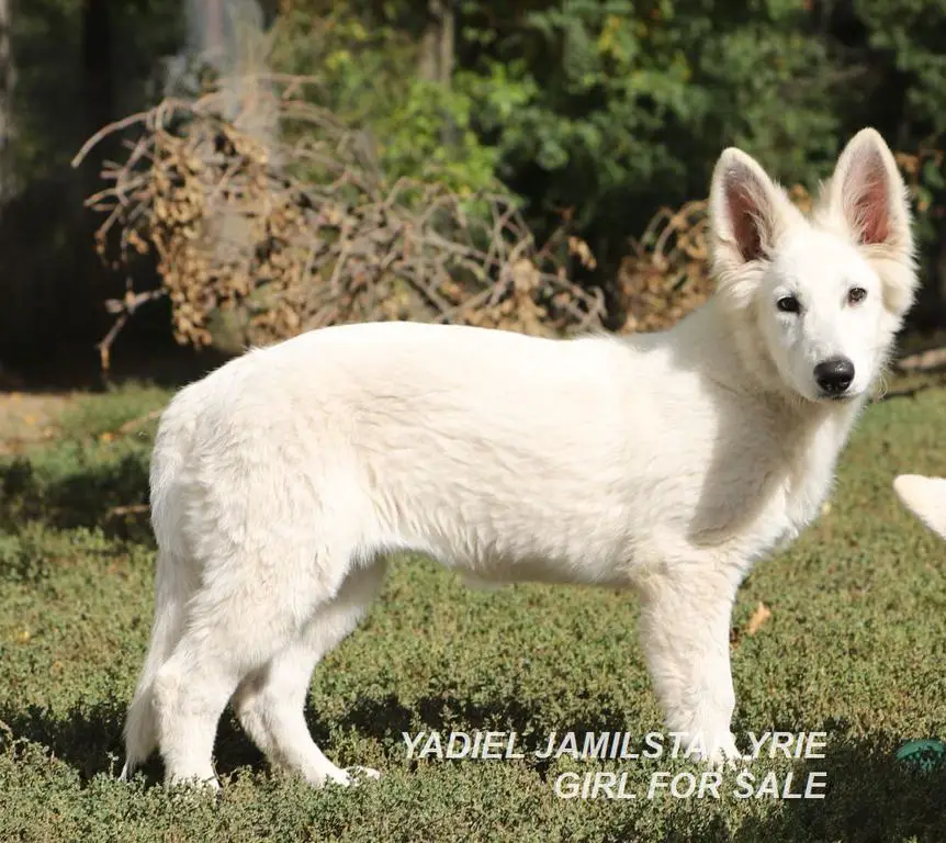 YADIEL JAMILSTAR -PINK GIRL  Y LITTER