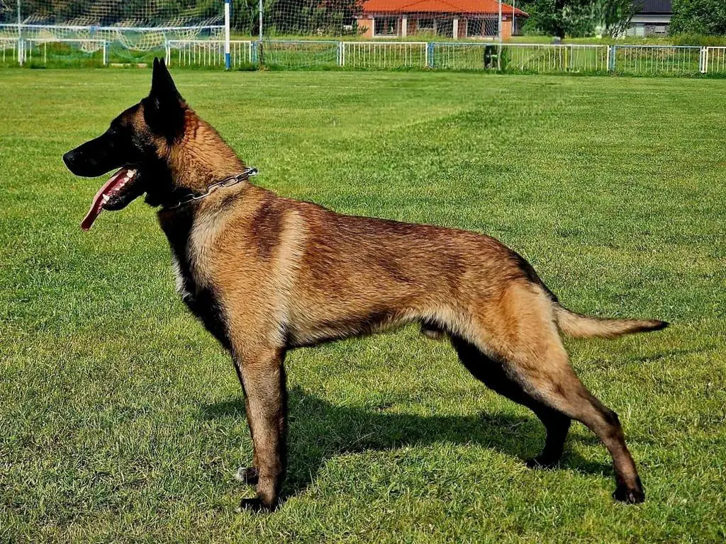 Adonis Na-La Dvor´s son male for sale