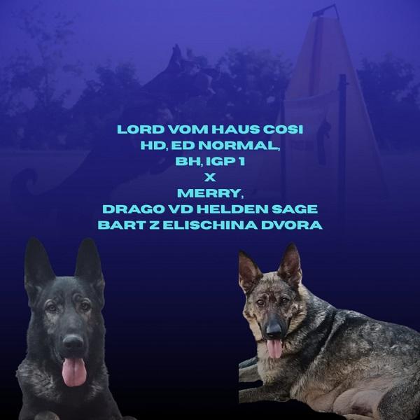 German shepherd puppies