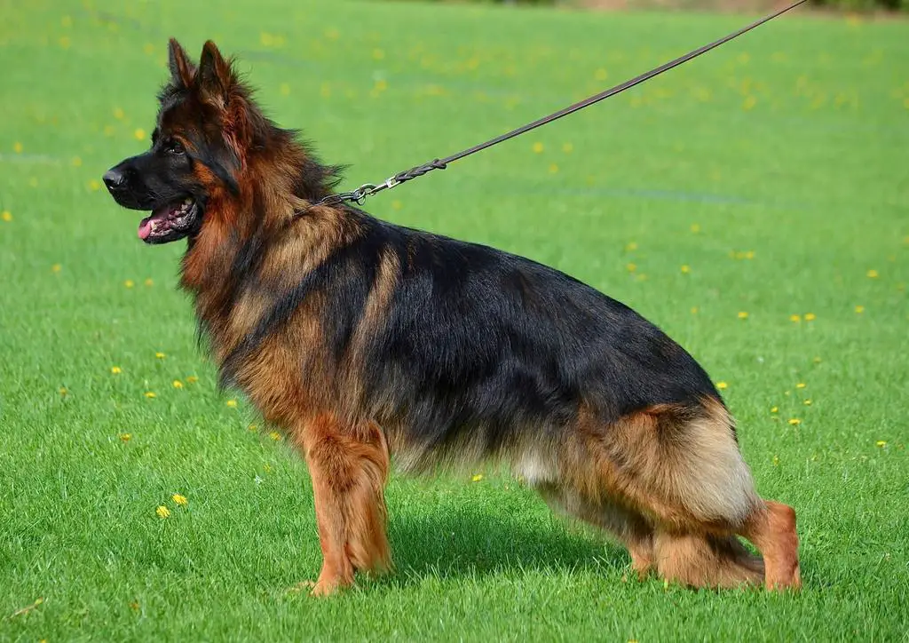 VA princ house of Ilinen puppy