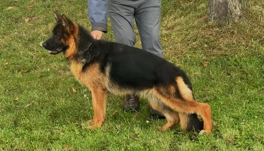 German Shephard Female For Sale