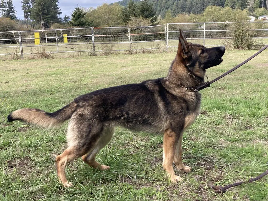 Kennel Disbursement Northern California