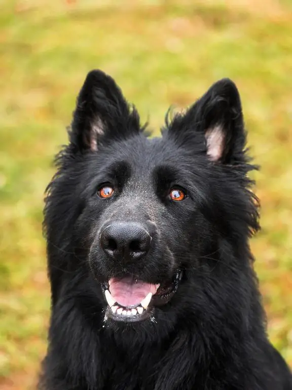 Solid black long haired female