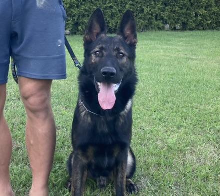 CZECH ORIGINAL DARK SABLE BREEDING MALE