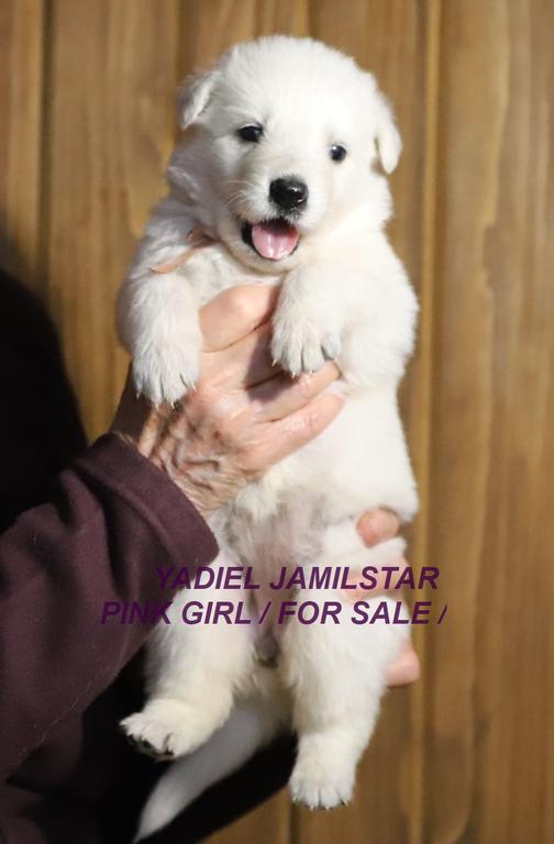 YADIEL JAMILSTAR -PINK GIRL Y LITTER