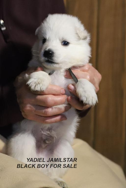 YADIEL JAMILSTAR / Z LITTER/ BLACK BOY