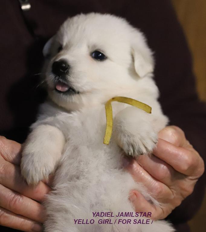 YADIEL JAMILSTAR YELLOW GIRL / Z LITTER