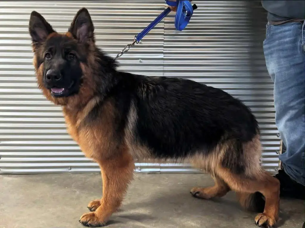 VA daughter 2 year old Female for sale