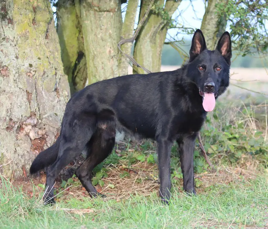 Black male - 2 years, HD + ED 0/0