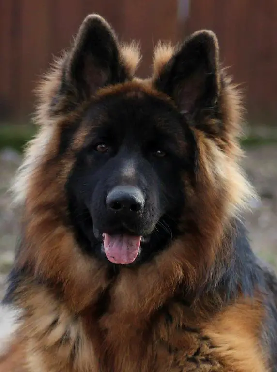 Super male long coat SG 15 BSZ Jack Von Haus Popes