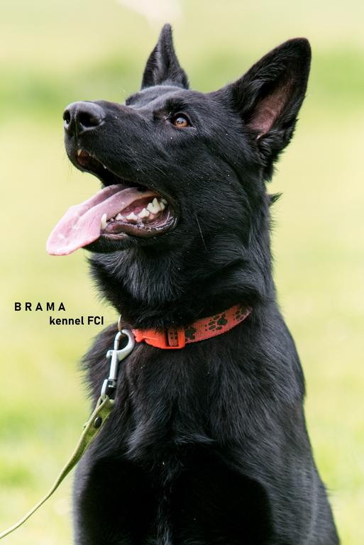 TOP Young female 8 months old