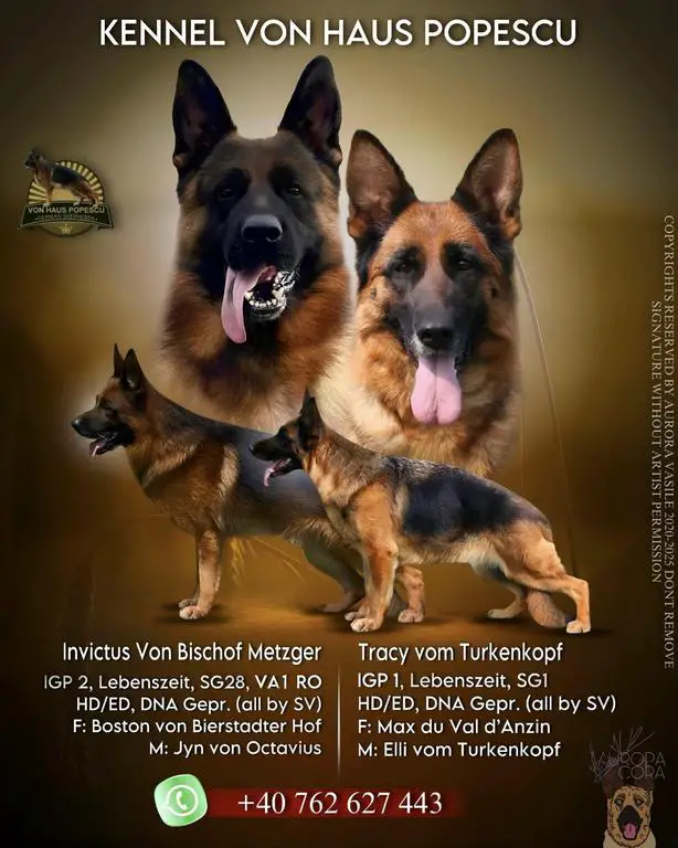 Females for sale from SG28 BSZ, VA1 RO Invictus