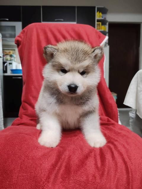 Alaskan malamute puppies