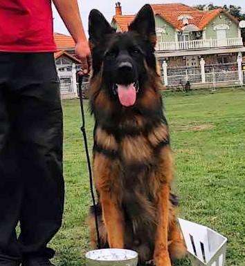 Top red sable long hair male