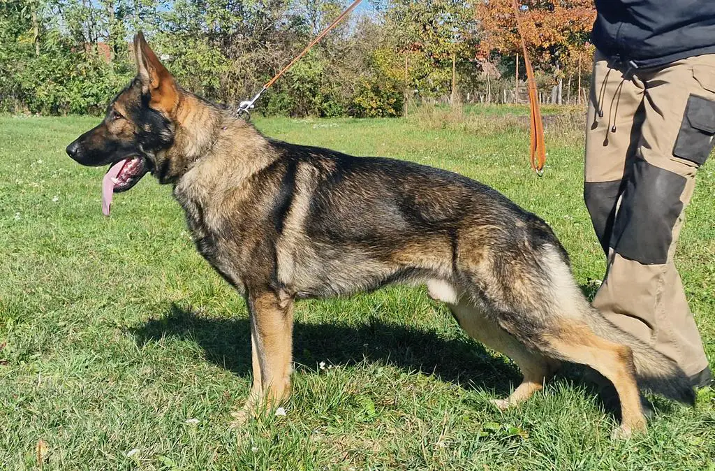 Fully trained GSD male available...