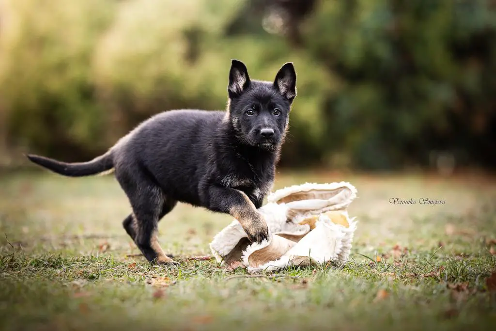 Excellent working line puppies for sale