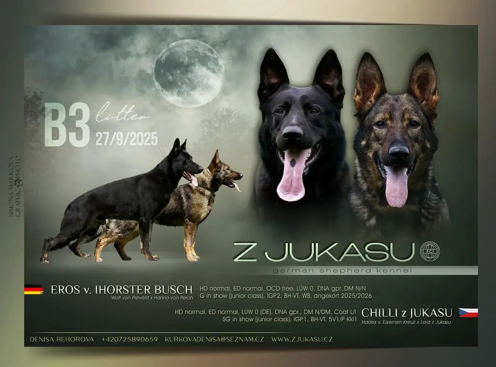 top working line puppies