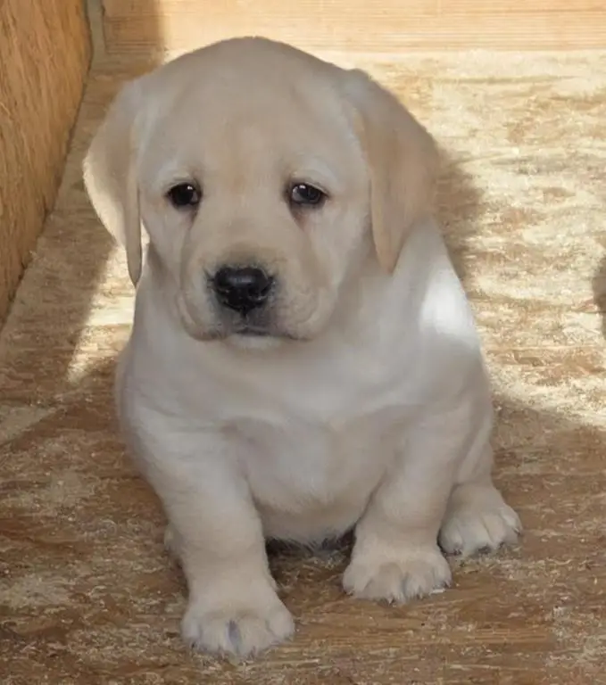 LABRADOR retriever, puppies of champion origin