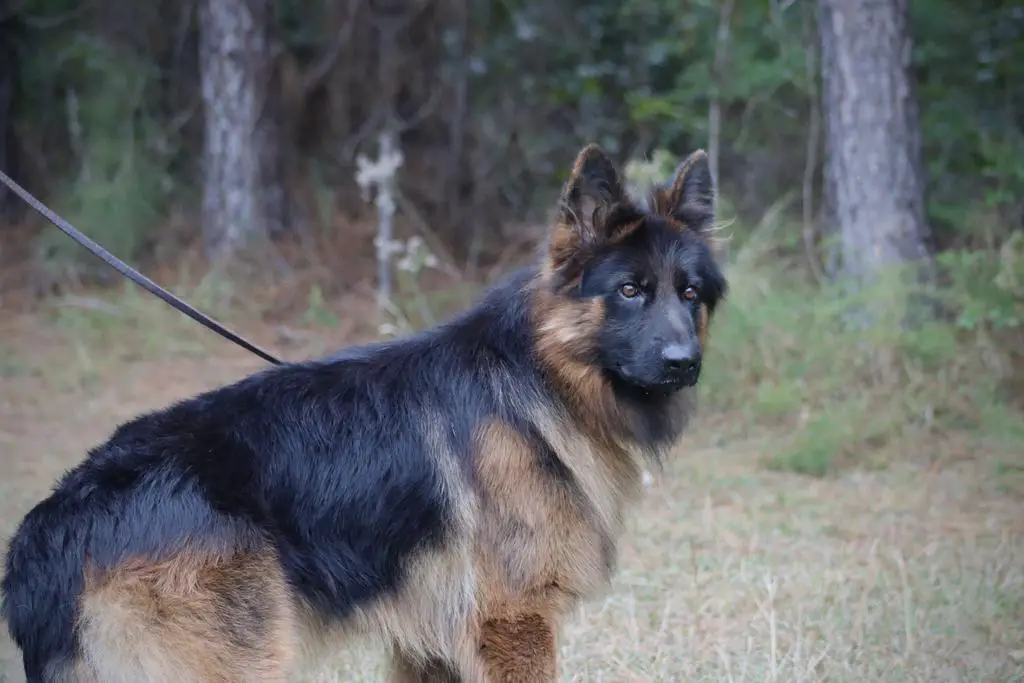 Mongrif Legacy son for sale