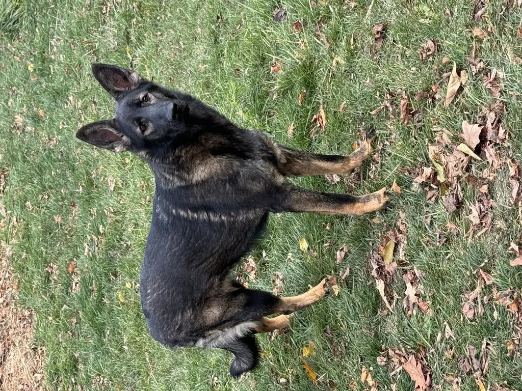 10 month, 100% DDR Females