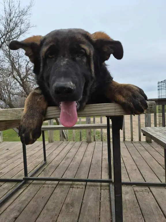 DDR (Male)100% EAST GERMAN IMPORT Blutlines