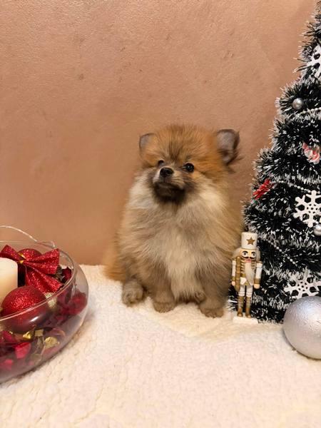 Pomeranian Spitz puppies orange and white