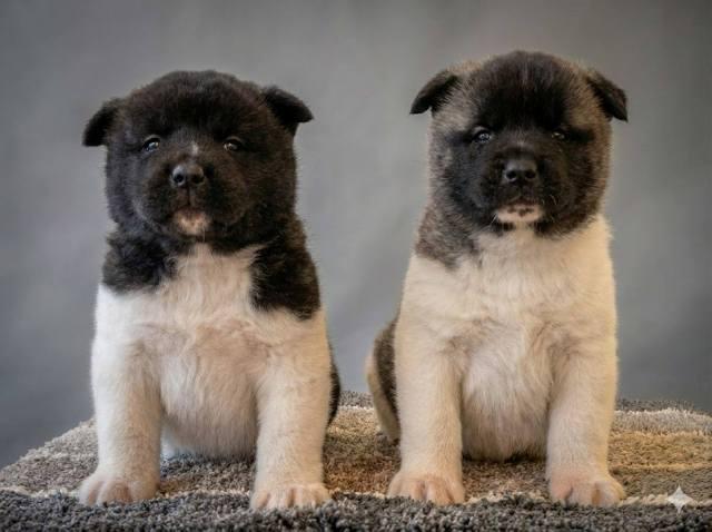 American Akita TOP puppies