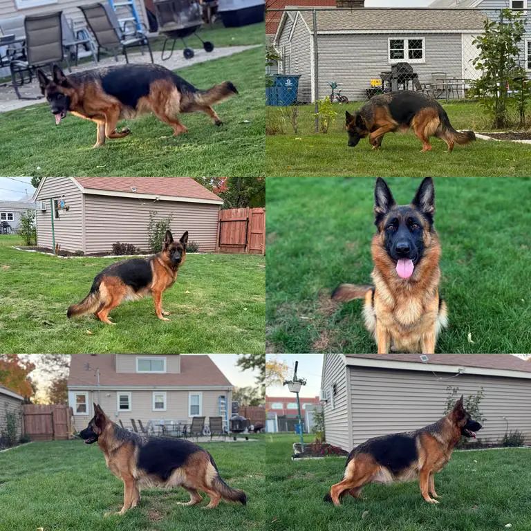 VA3 Uvo dell'Alto Ofanto Daughter