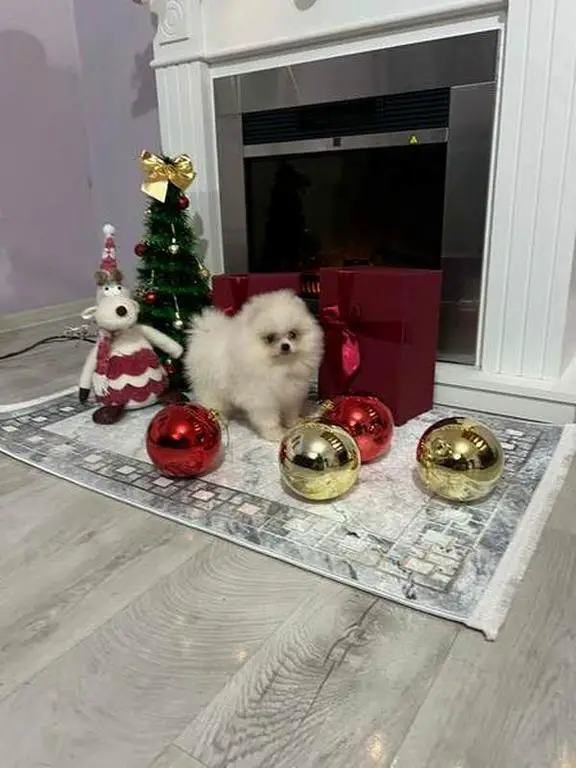 Pomeranian, top quality puppies