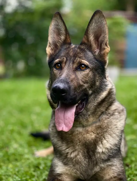 Proven mother for sale