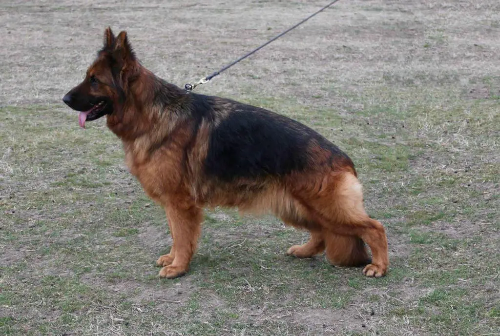 Top female long hair full titrated - SG 8 BSZ 2021