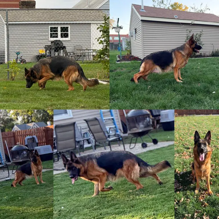 VA3 Uvo dell'Alto Ofanto Daughter