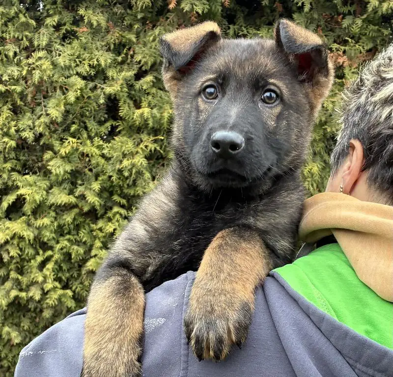 CZECH VERY TOP MALE FOR SPORT and BREEDING