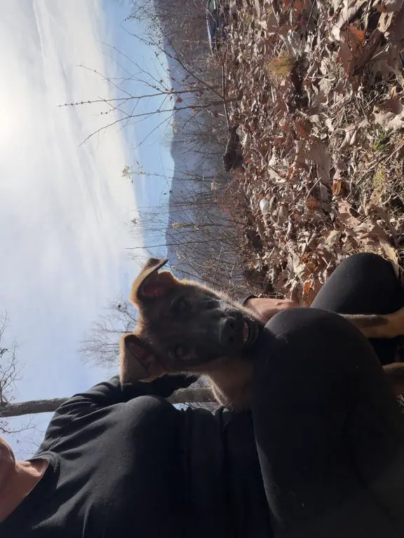 3 working line puppies 12 weeks