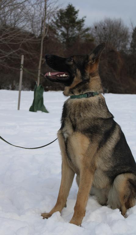 DM Clear Female Available