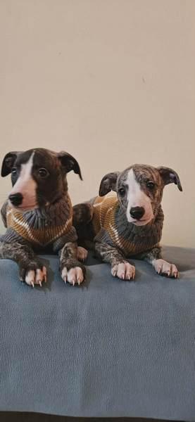Persian Greyhound Saluki puppies