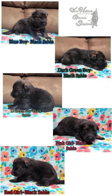 DDR/Czech German Shepherd Puppies