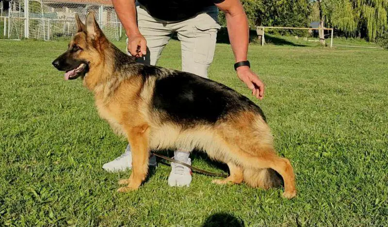 Young female for sale