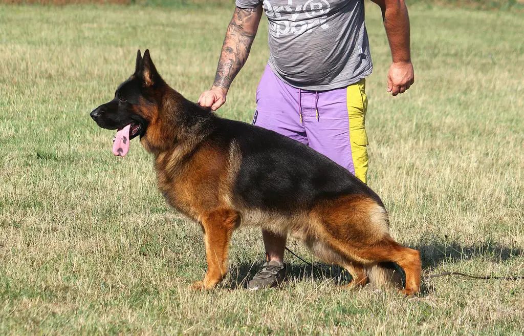 MATED FEMALE FEW TIMES SG1