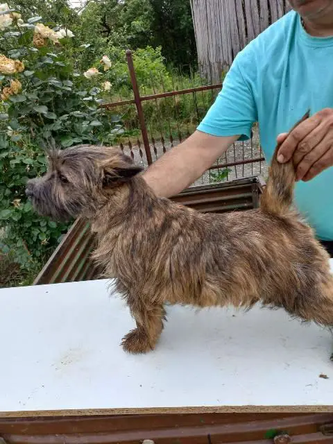 Cairn terrier puppies