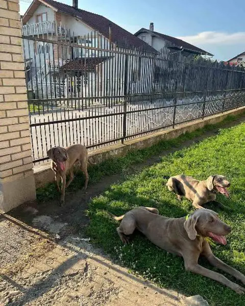 Weimaraner female