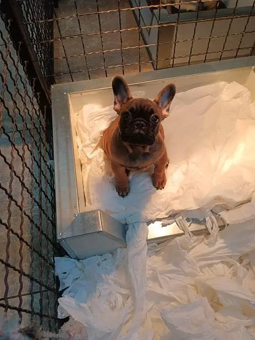 French bulldog, puppies