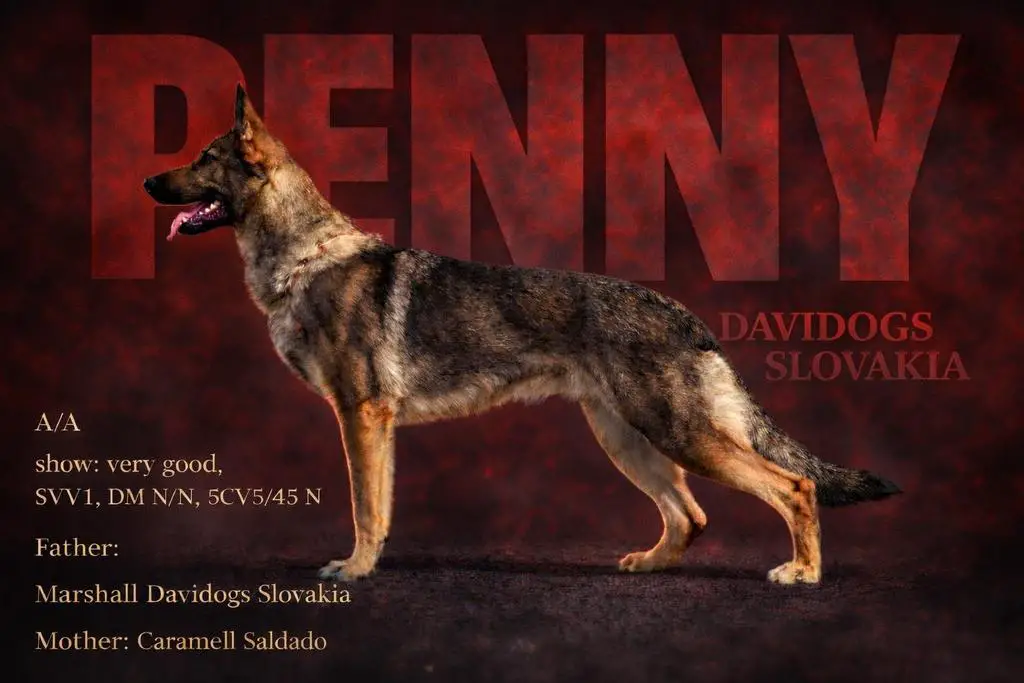 Breeding female for sale